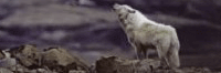 The Arctic Wolf